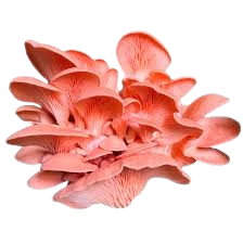 Pink Oyster Mushroom (Singapore) — 粉红平菇 (新加坡)