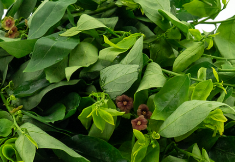 Money Plant (Sayur Manis) - 马尼菜