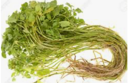 Watercress w Roots (Singapore) - 西洋菜有根 (新加坡)