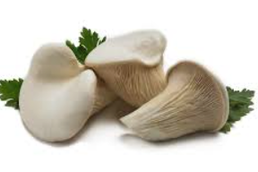 Abalone Mushrooms (Singapore) - 鲍鱼菇 (新加坡)