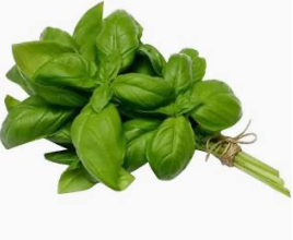 Italian Basil - 意大利九层塔