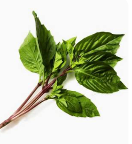Thai Basil - 泰国九层塔