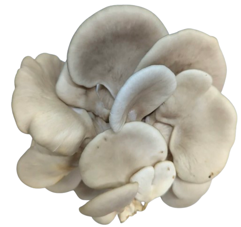 King Blue Oyster Mushroom (Singapore) — 蓝平菇 (新加坡)