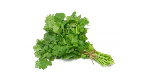 Coriander - 香菜