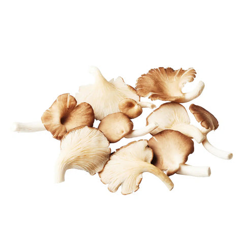 Oyster Mushroom - 杏鲍菇