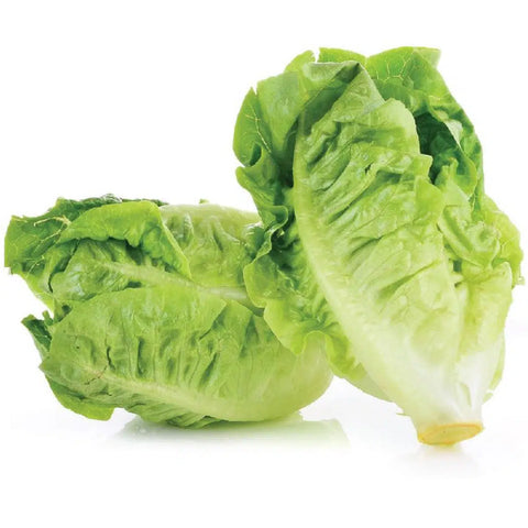 Romaine Lettuce - 罗马生菜